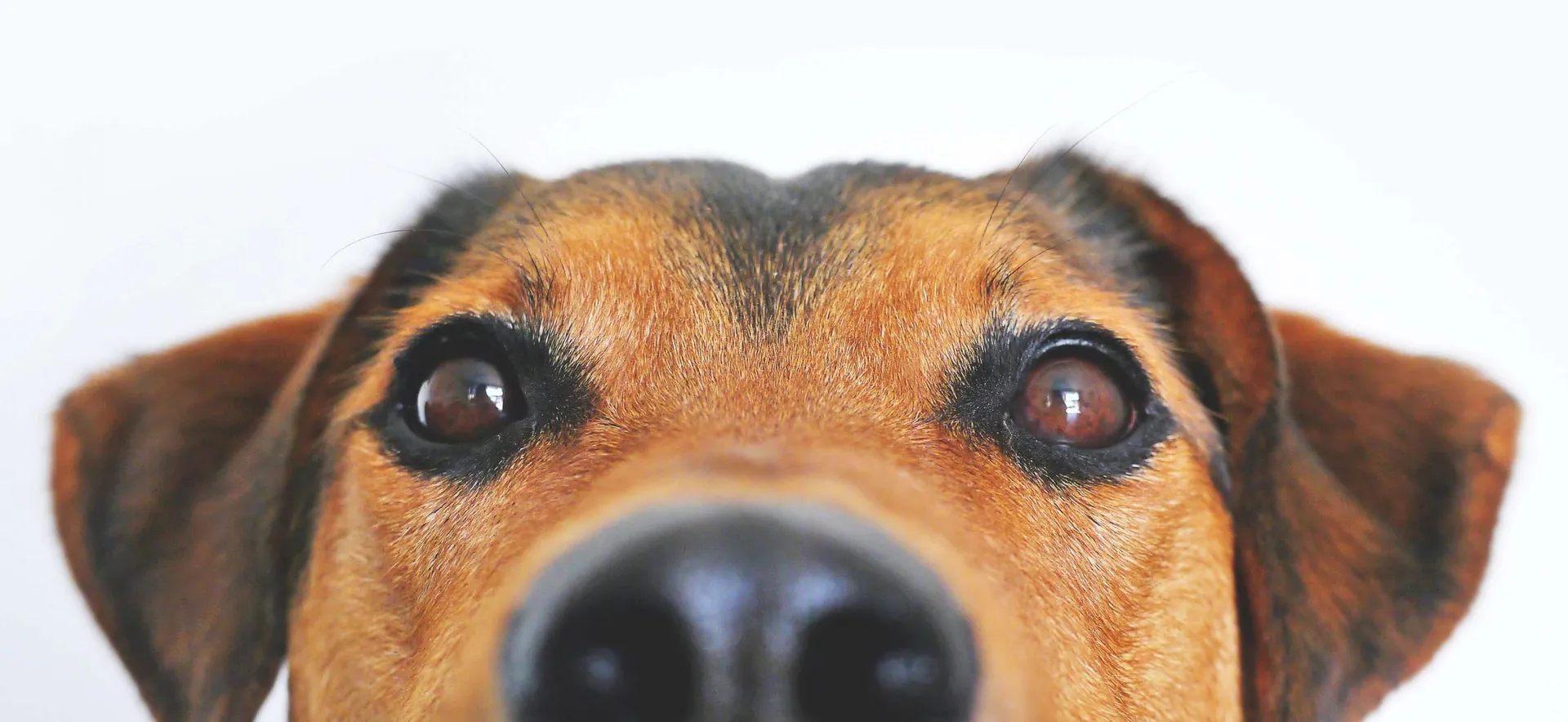 Close-up of a brown and black dog peeking over the edge of the frame