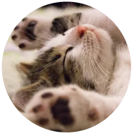 kitten