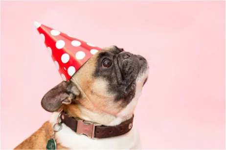 French bulldog wearing a red polka-dot party hat