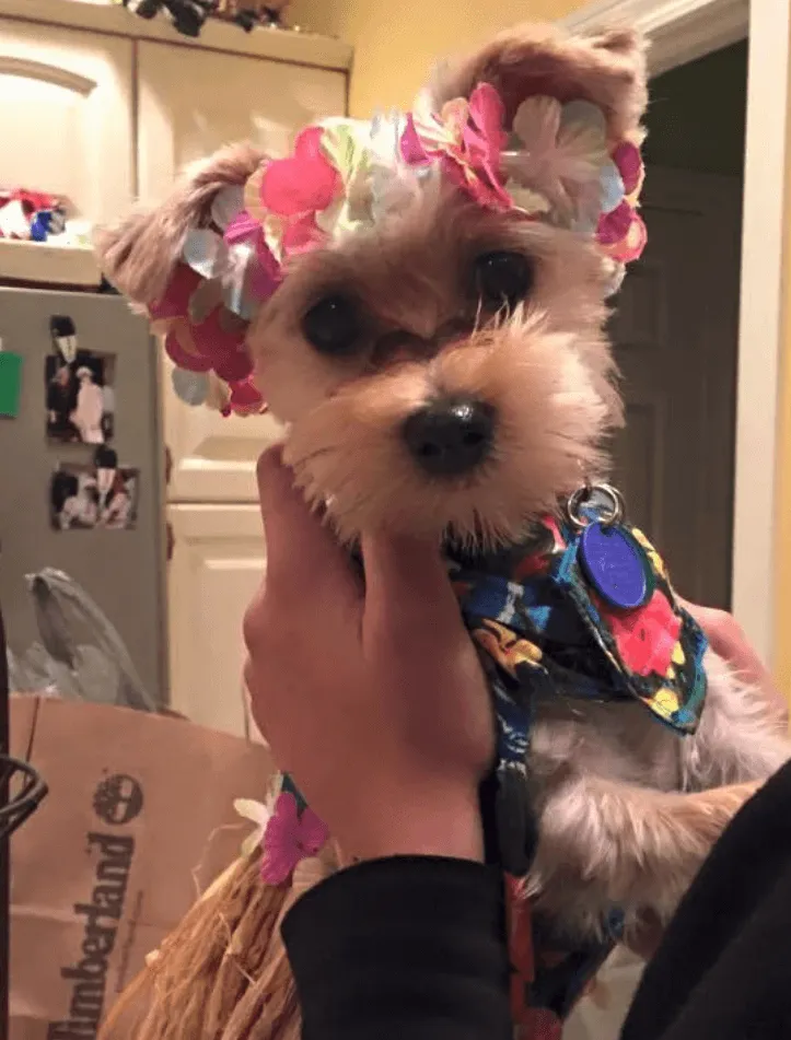 Small terrier wearing a flower crown and a lei for a costume, held up by its owner