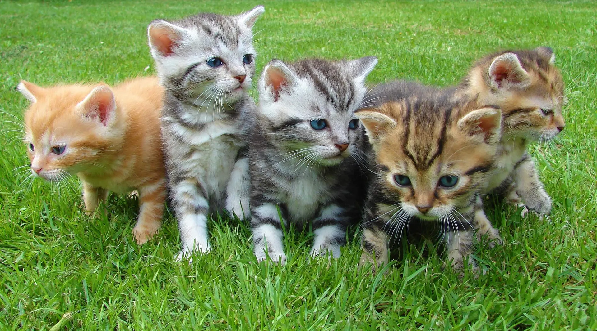 Five kittens walking together on green grass