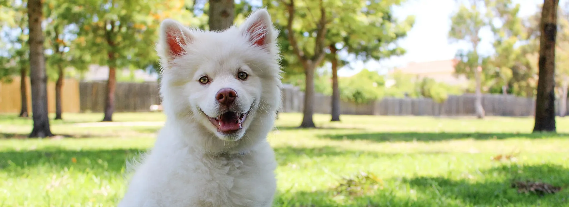 Fluffy white dog smiling in a grassy park