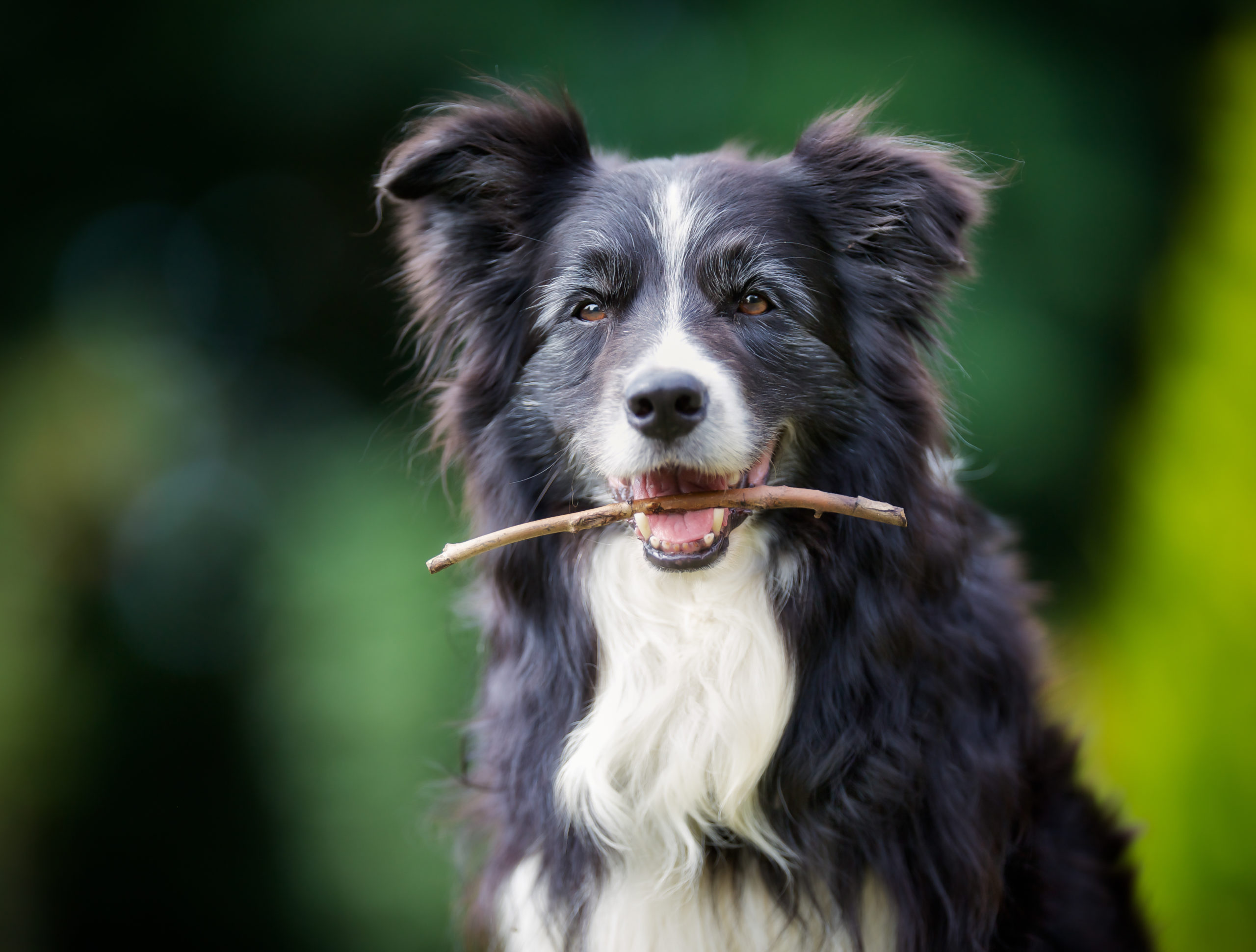 Purebred border collie outdoors on a summer day.